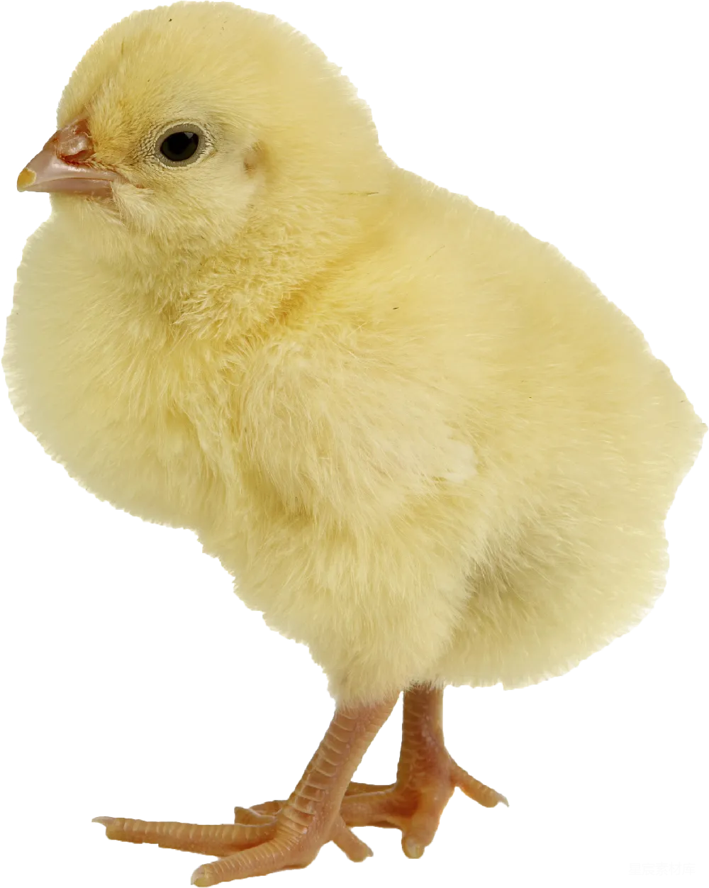 元素素材 透明