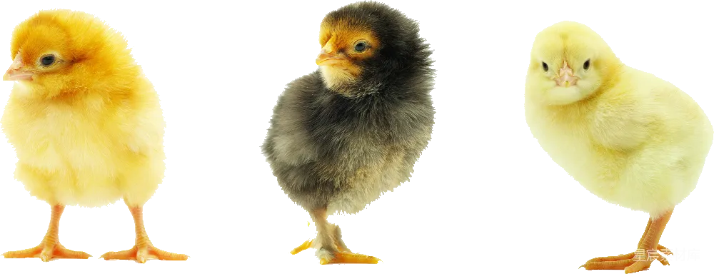 元素素材 鸡