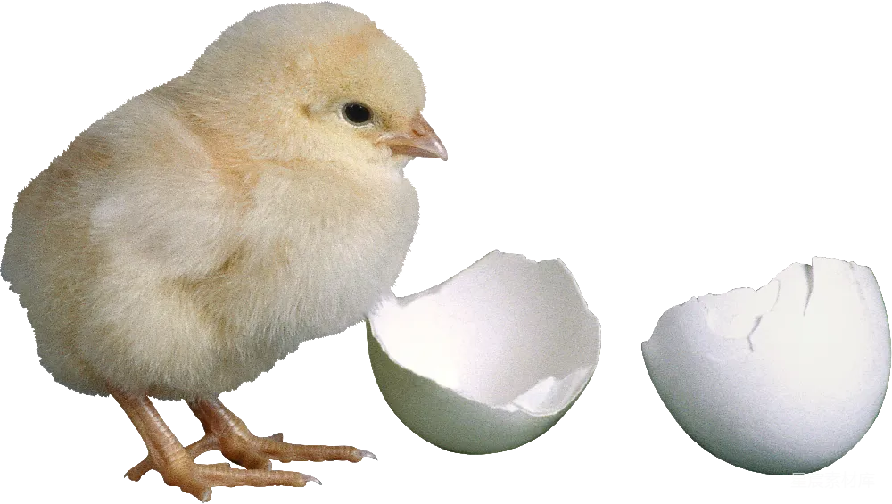 元素素材 元素 鸡