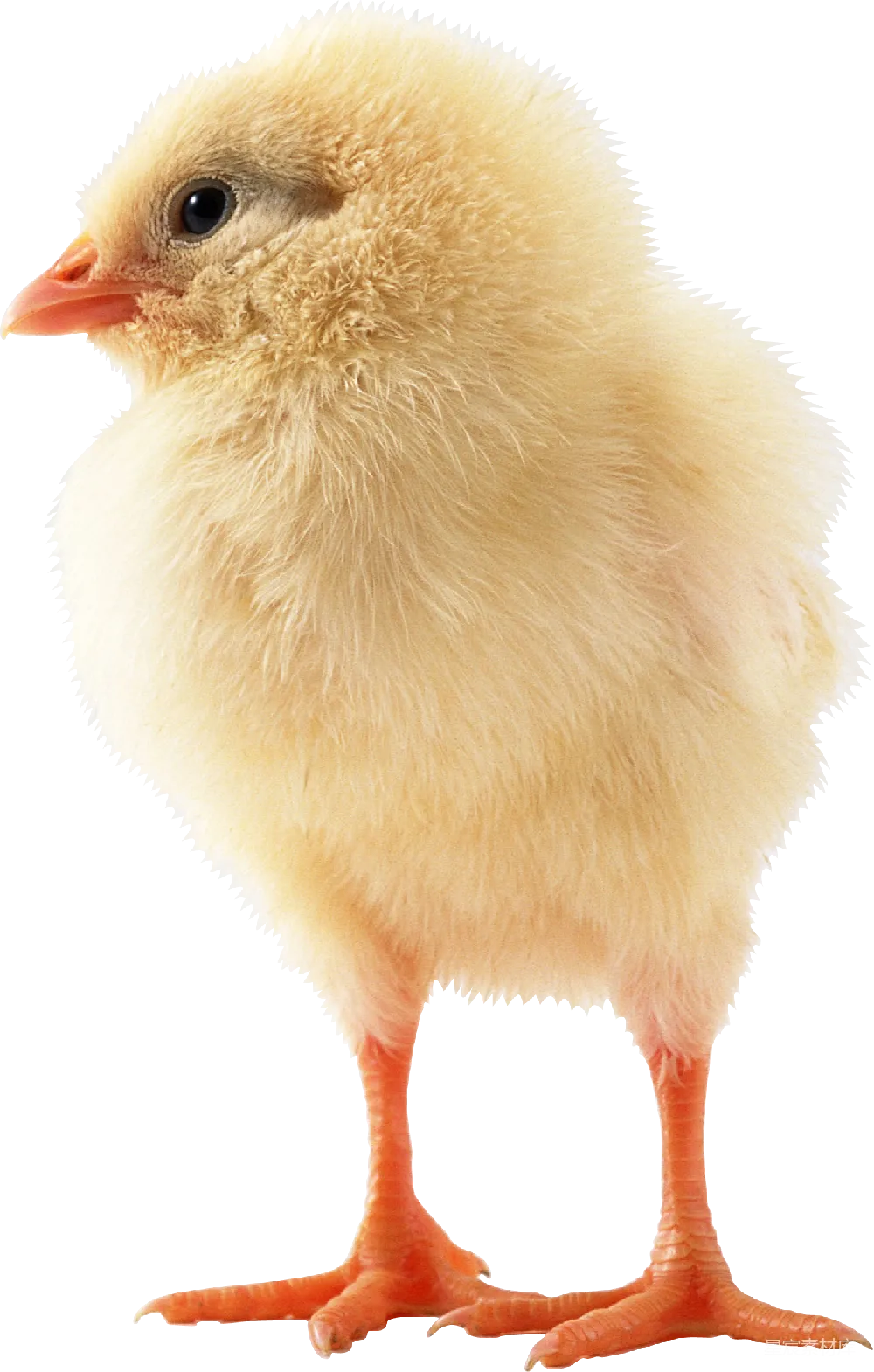 元素素材 元素 鸡