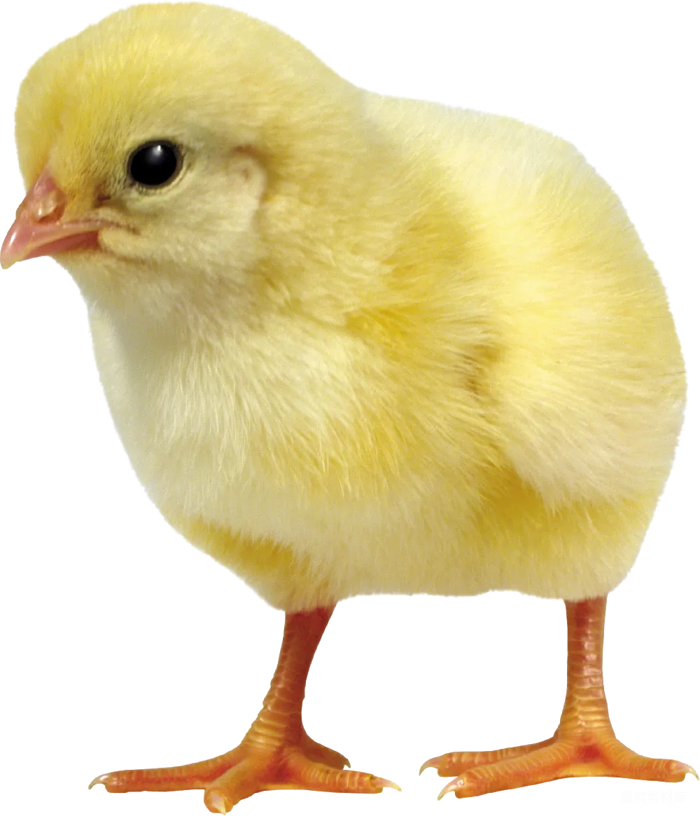 元素素材 鸡