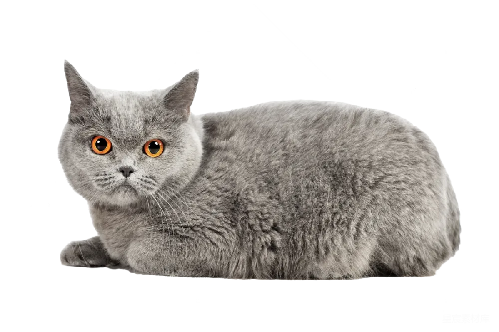 元素素材 宠物 猫咪 英短 灰色英短猫的侧身照
