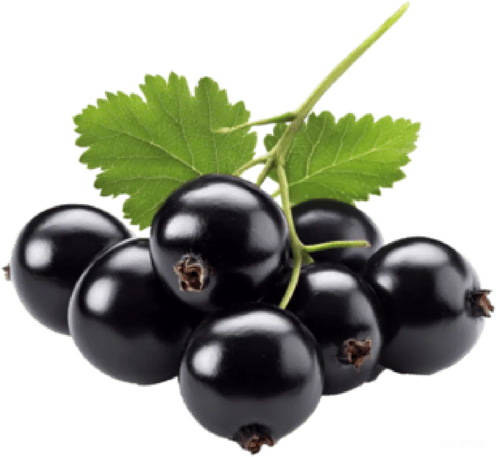 元素素材 黑 currant