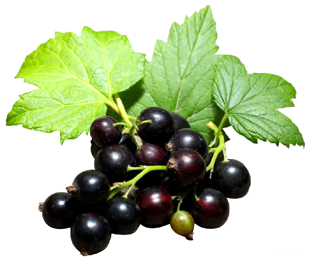 元素素材 黑 currant