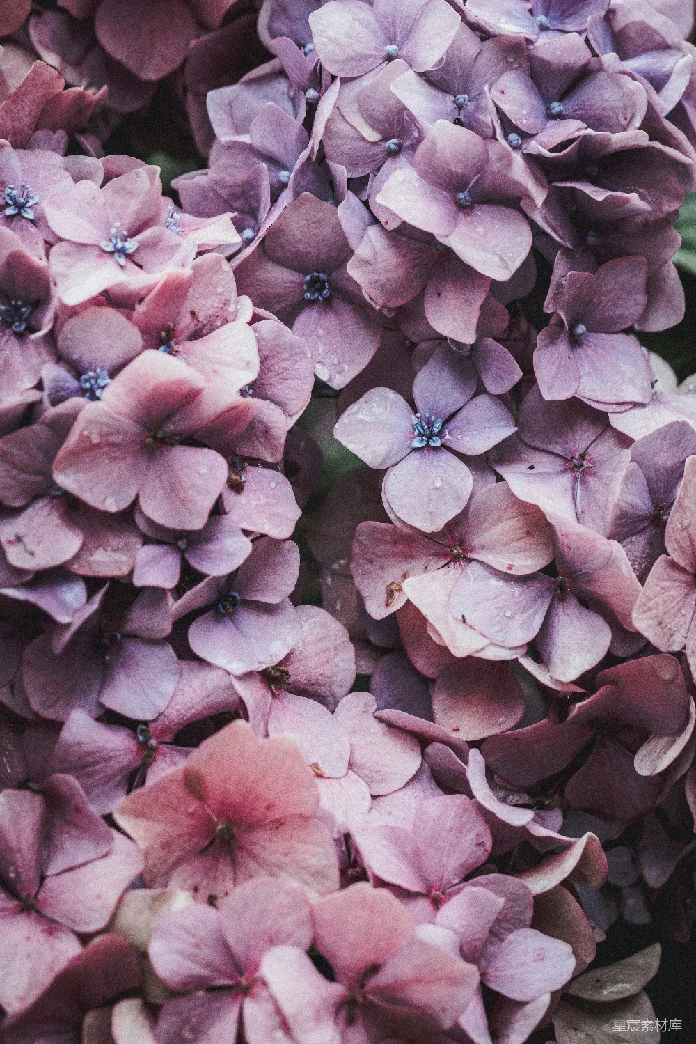 高清摄影  粉红花朵
