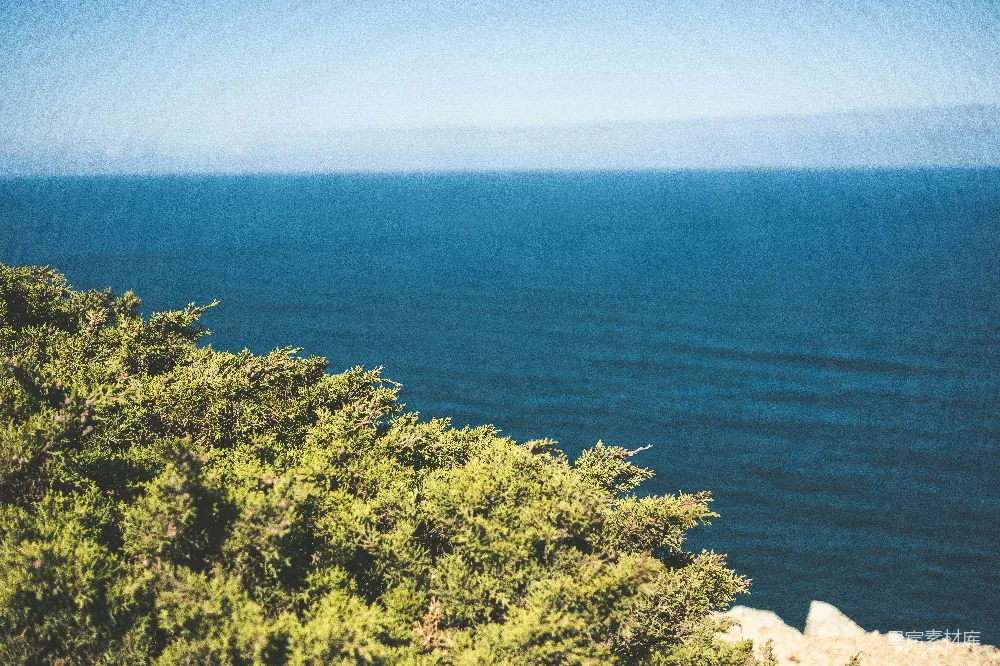 高清摄影  海边白天的树木