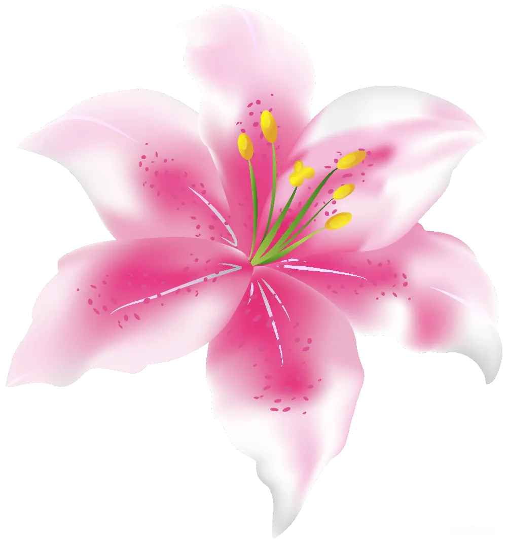 元素素材 花卉 插画 装饰 粉红色的百合花