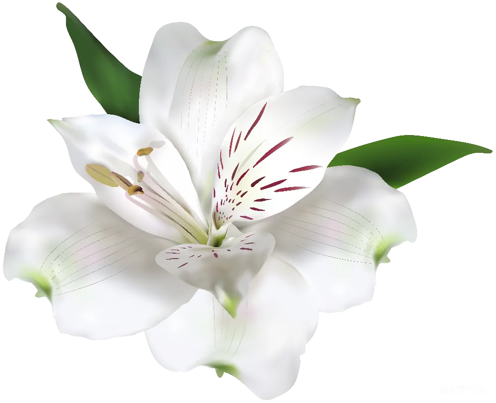 元素素材 利尔玛尔