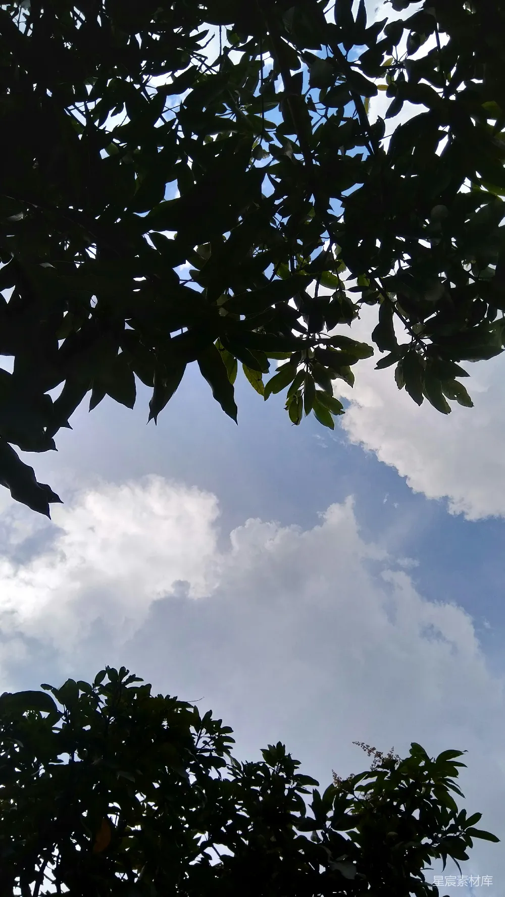 高清摄影  透过树梢看天空的景象