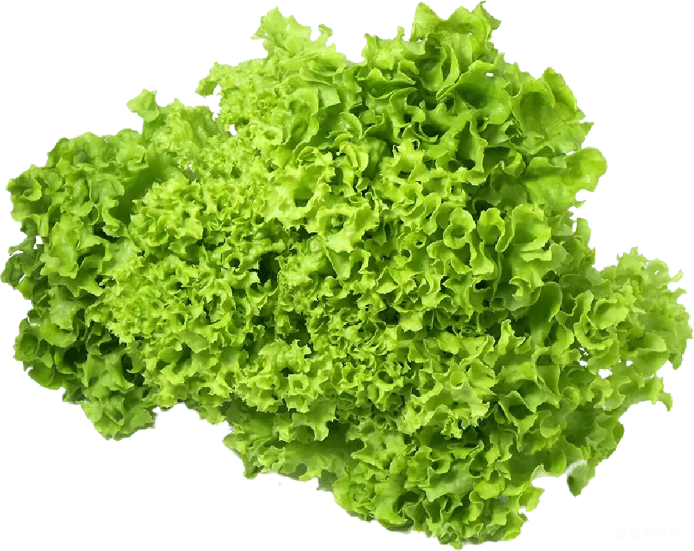 元素素材 蔬菜 绿色 食品 新鲜生菜