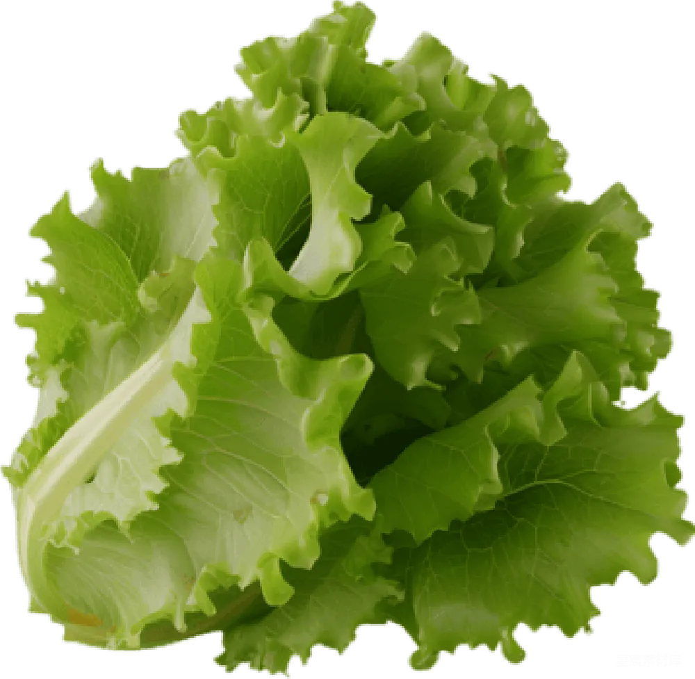 元素素材 生菜 蔬菜 健康 新鲜生菜