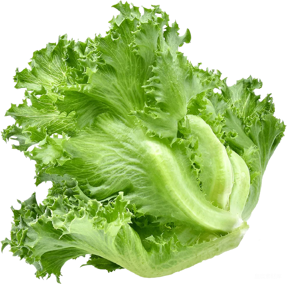 元素素材 蔬菜 绿色 食物 新鲜生菜