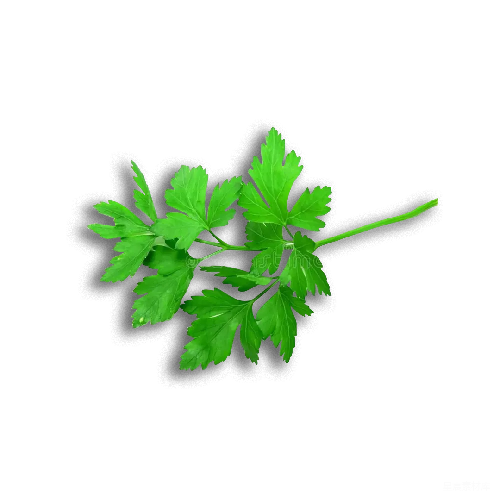 元素素材 欧芹