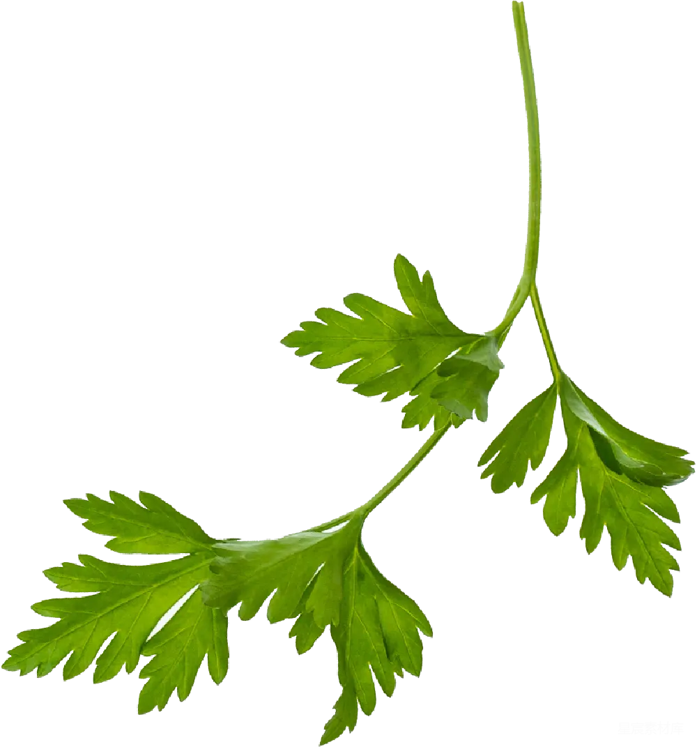 元素素材 新鲜欧芹枝