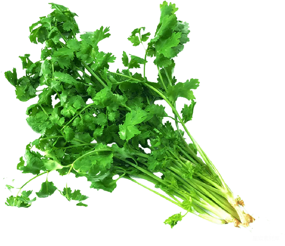 元素素材 欧芹