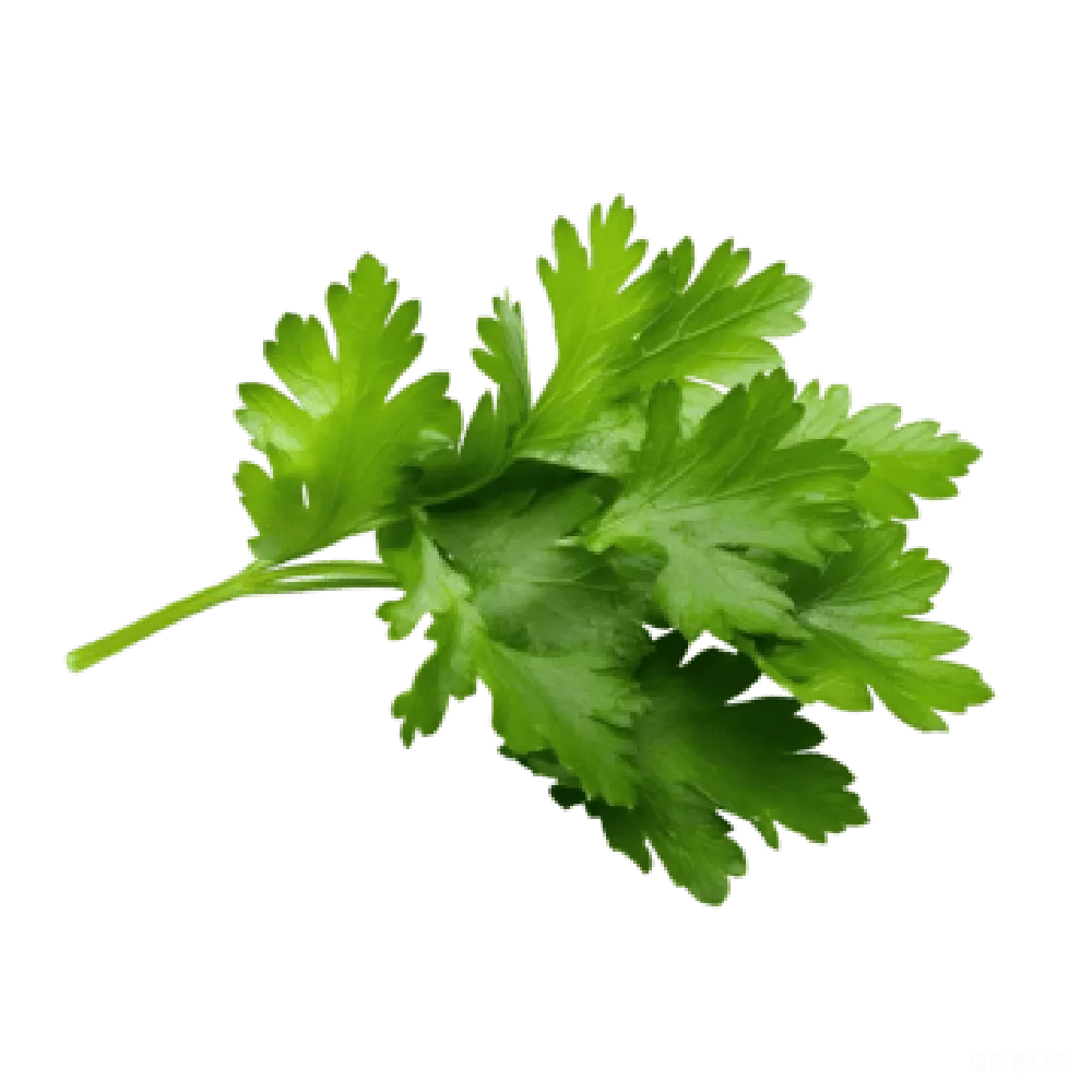 元素素材 欧芹