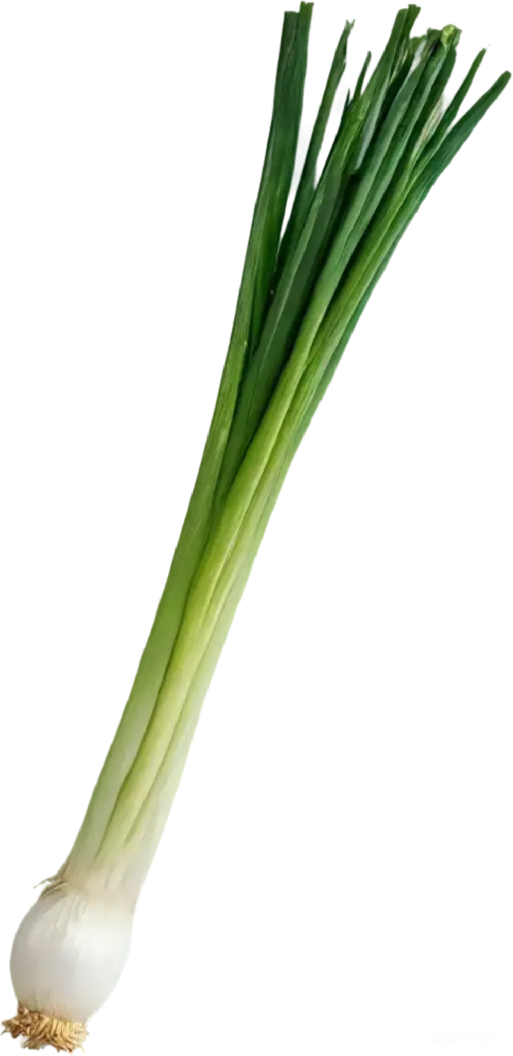 元素素材 PNG