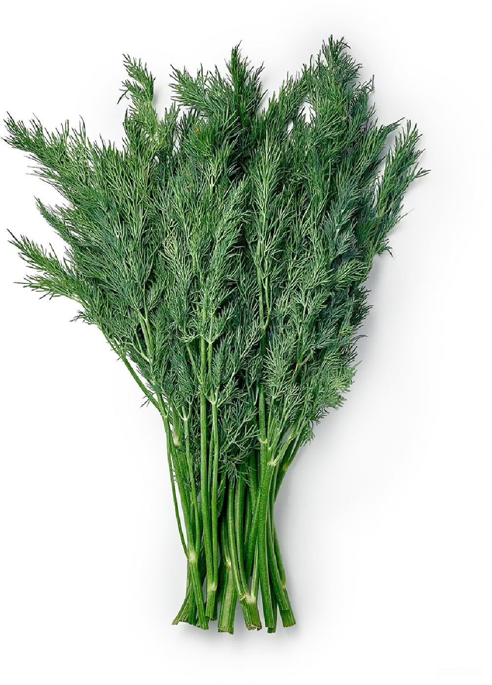 元素素材 芹薄荷