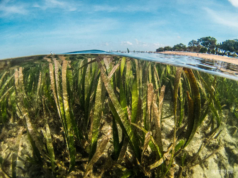 高清摄影 白天草地上有水体附近的绿色草地