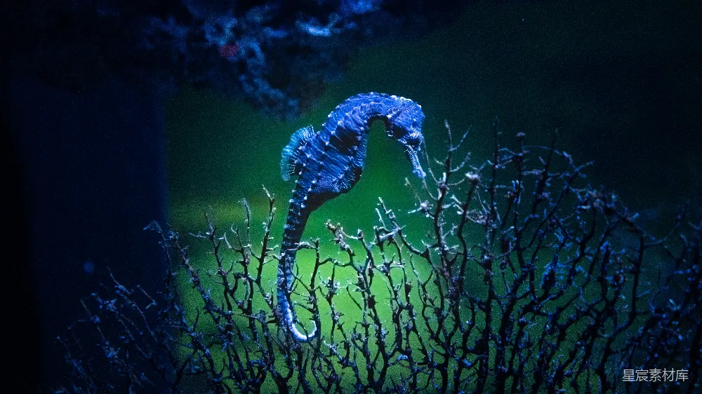 高清摄影 一条海马站在水中