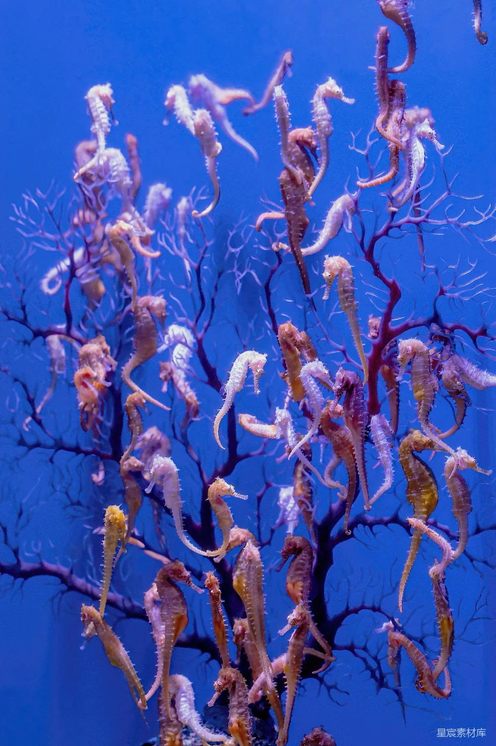 高清摄影 一群海马在水族馆里游泳
