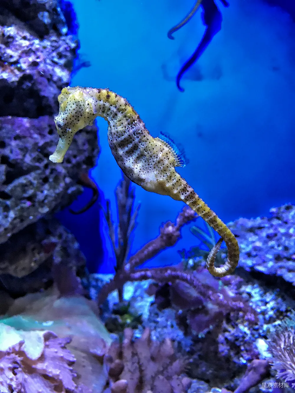 高清摄影  黄色 Seahorse 的特写摄影