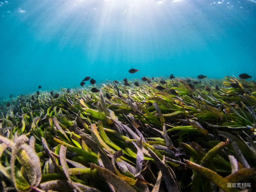 高清摄影 白天水下生长的绿色植物