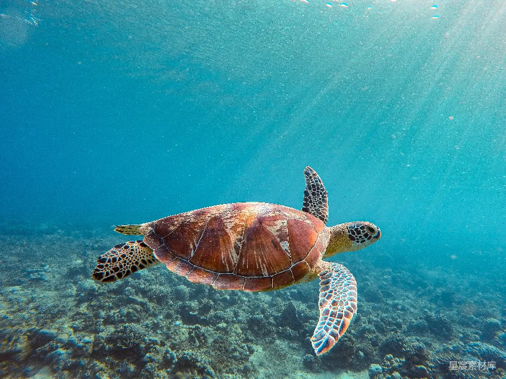 高清摄影 海龟在海洋中游泳