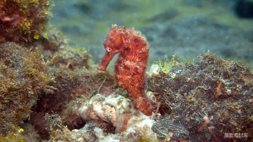 高清摄影 海马正坐在海藻上