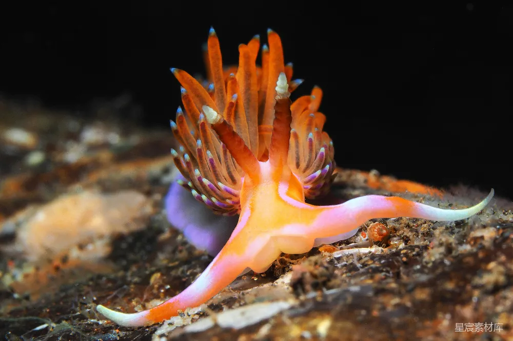 高清摄影 棕色和白色的海洋生物