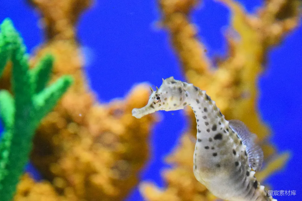 高清摄影 水中游动的鱼