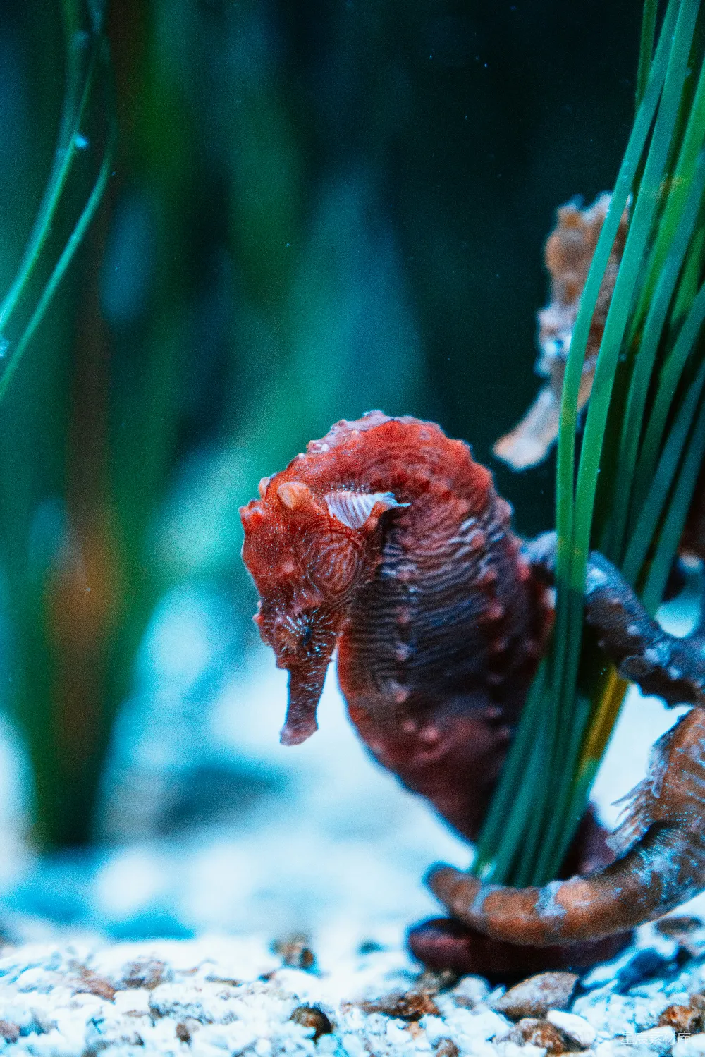高清摄影 海景旁边植物的聚焦式摄影
