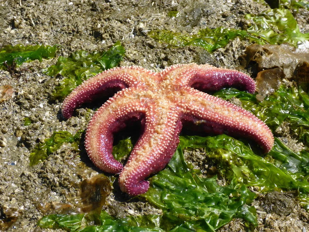 高清摄影 红海中的一个生物