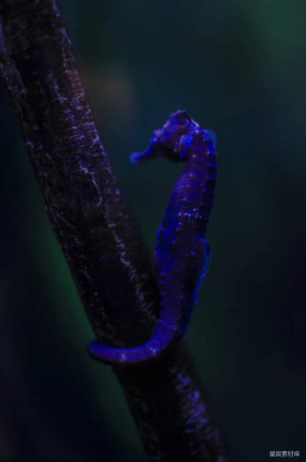 高清摄影 绿色茎上的紫色和绿色的毛虫