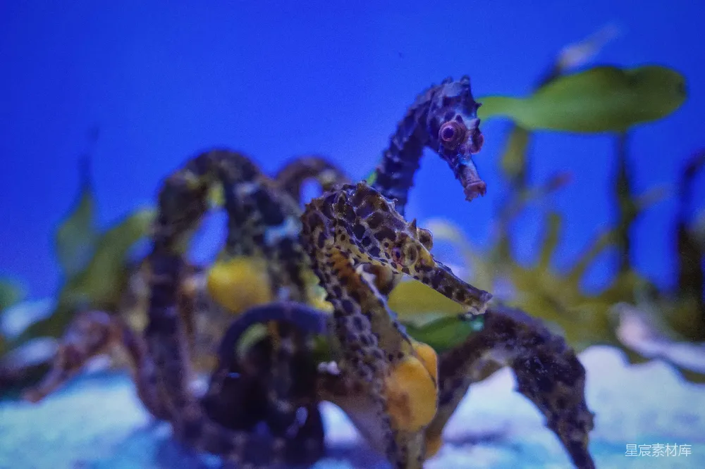 高清摄影  水族馆中的一匹海马特写