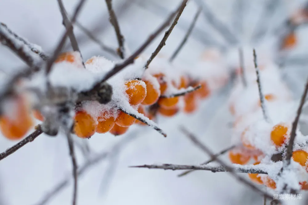 高清摄影 一束覆盖着白雪的浆果