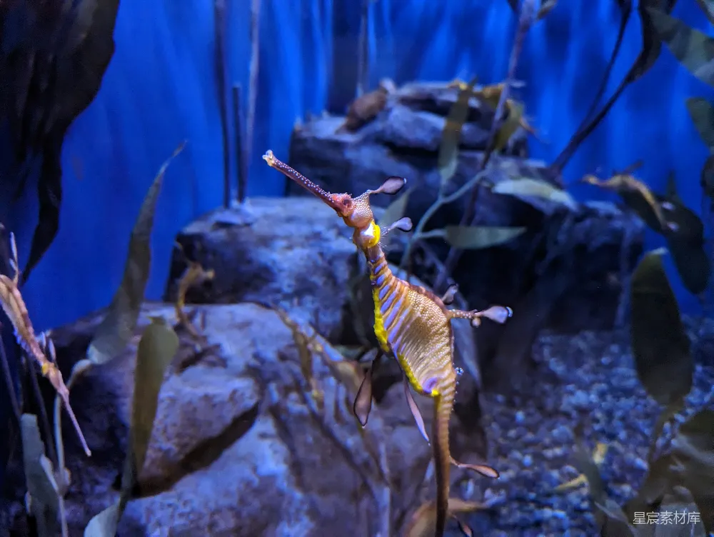 高清摄影  水族馆里的一条海马，周围有岩石和植物