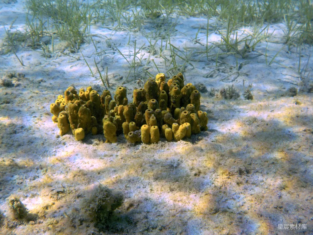 高清摄影  绿色仙人掌植株置于白色沙上