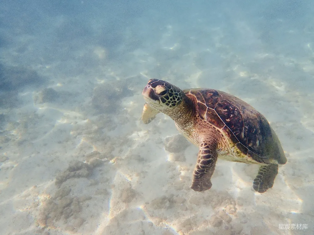 高清摄影 浅水里游动的海龟