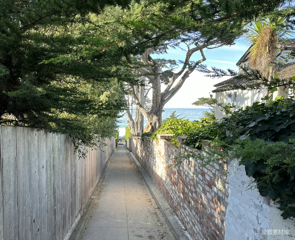 高清摄影 一条长而窄的两旁种有树木的小径