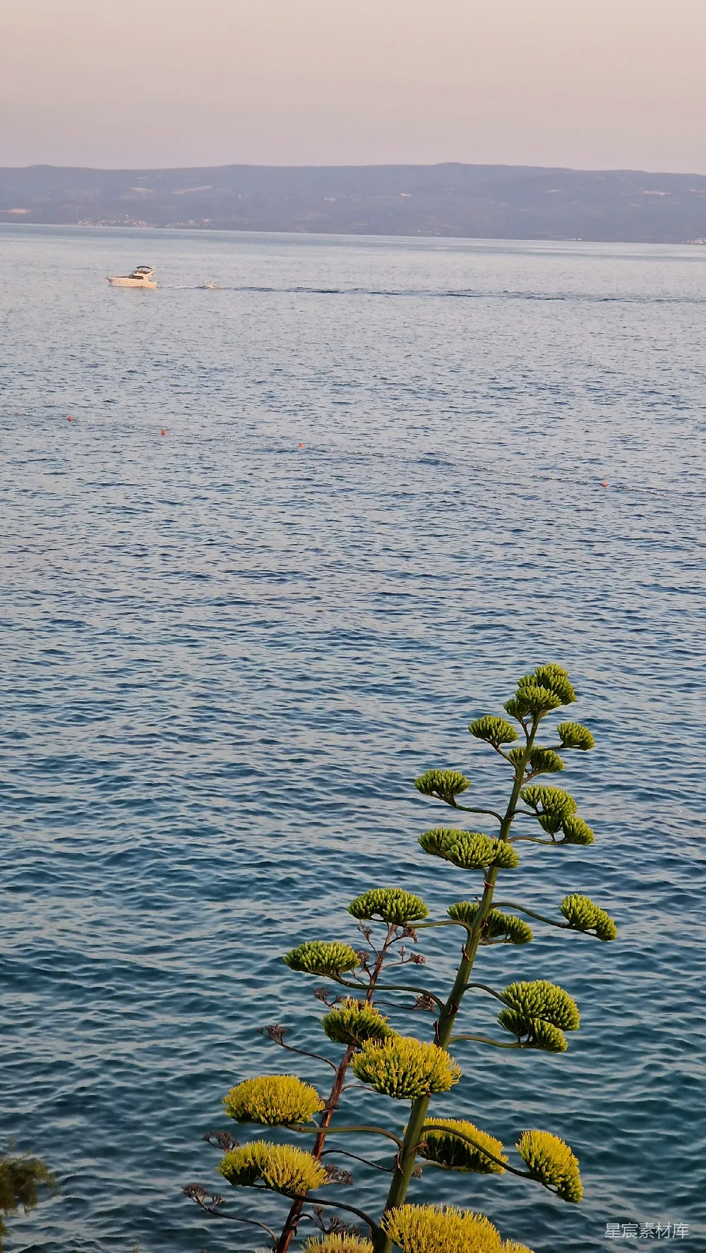 高清摄影 水边有一株开黄花的植物。