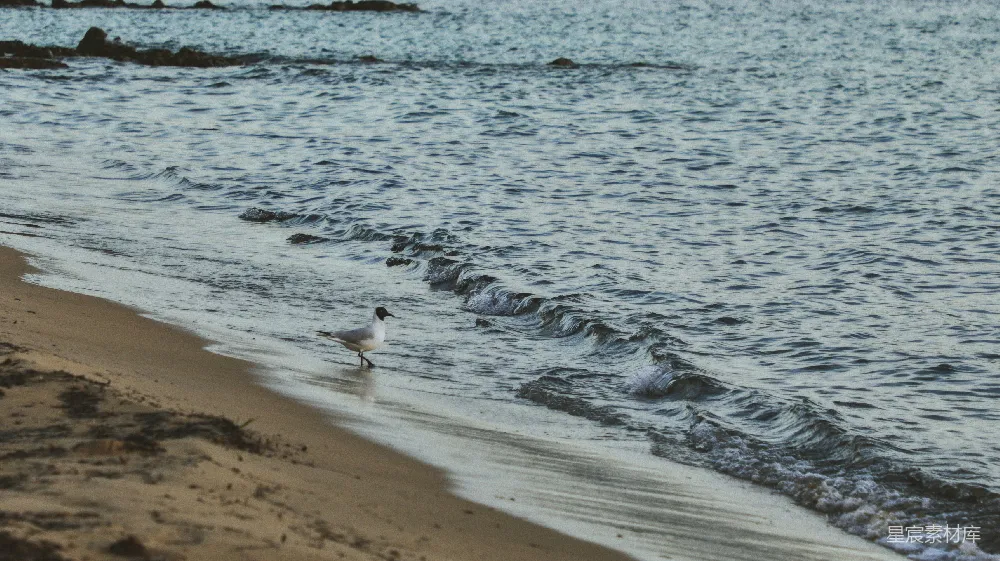 高清摄影 旅行 壁纸 自然 海滩上的鸟类在白天
