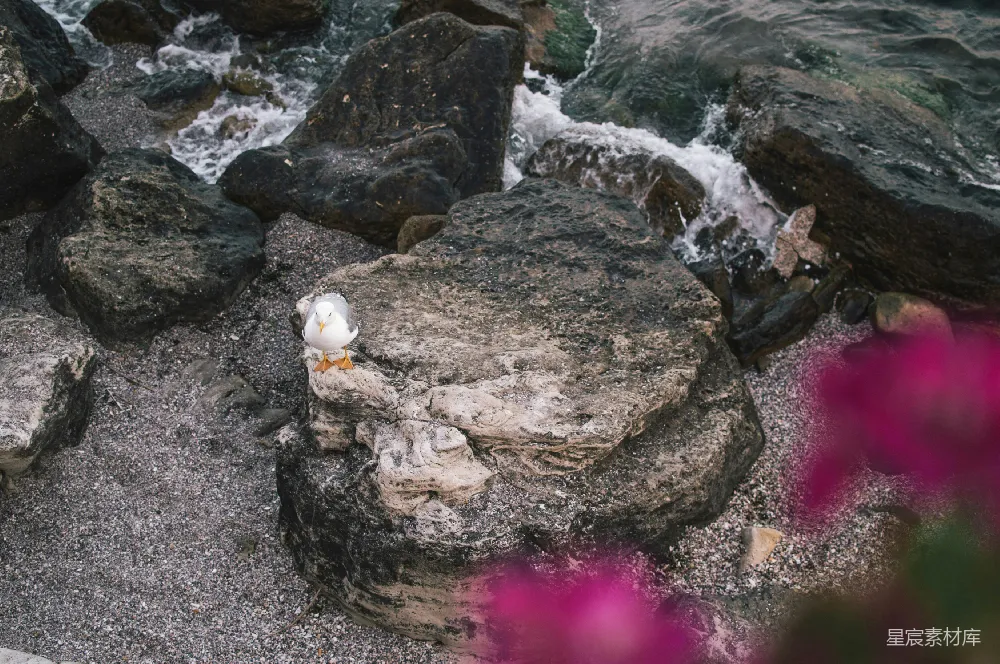 高清摄影 白天白鸭在岩石海岸上