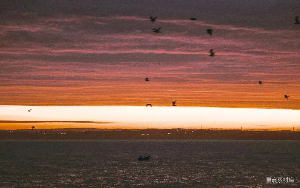 高清摄影 海面上夕阳时飞翔的鸟儿