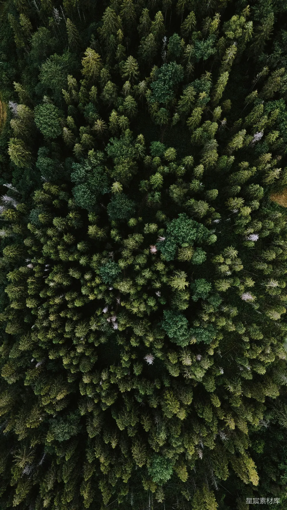高清摄影 自然 白天绿树丛生的绿色草地之景