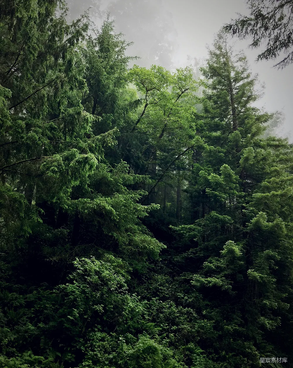 高清摄影  森林中的树