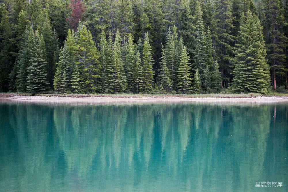 高清摄影 湖畔松树附近的风景摄影