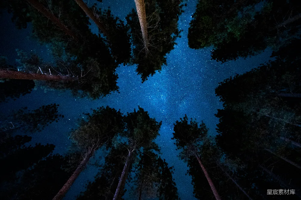 高清摄影  低角度拍摄树木