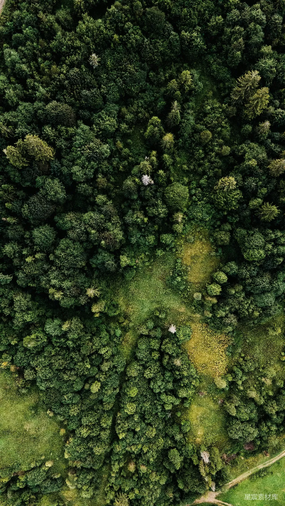 高清摄影 水面上的青苔绿藓