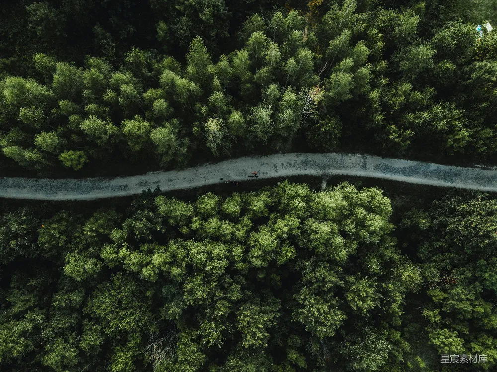 高清摄影 森林中一条路的空中俯瞰视图